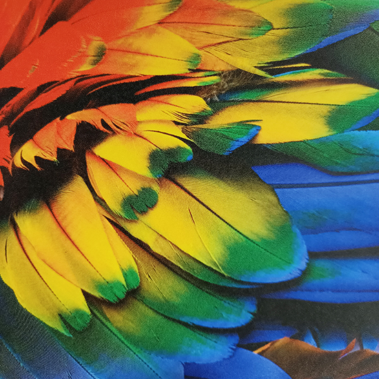 Print Indoor Lustre